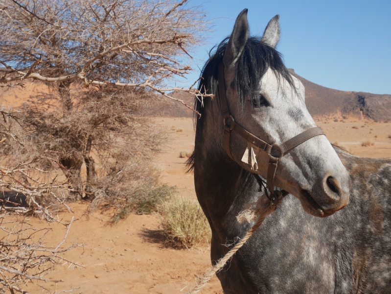 rando cheval maroc