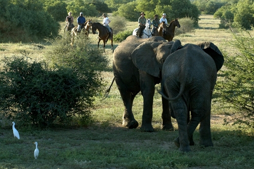 randonnée et safari équestre