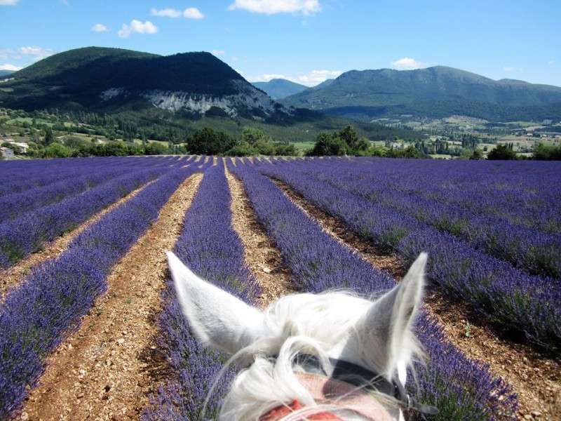 lavande Provence a cheval