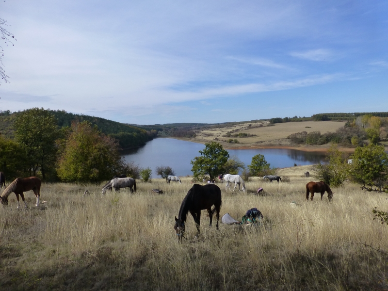 cheval en Bulgarie