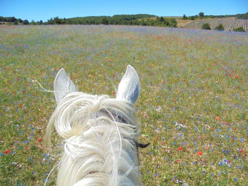 voyage a cheval en Provence dans la lavande