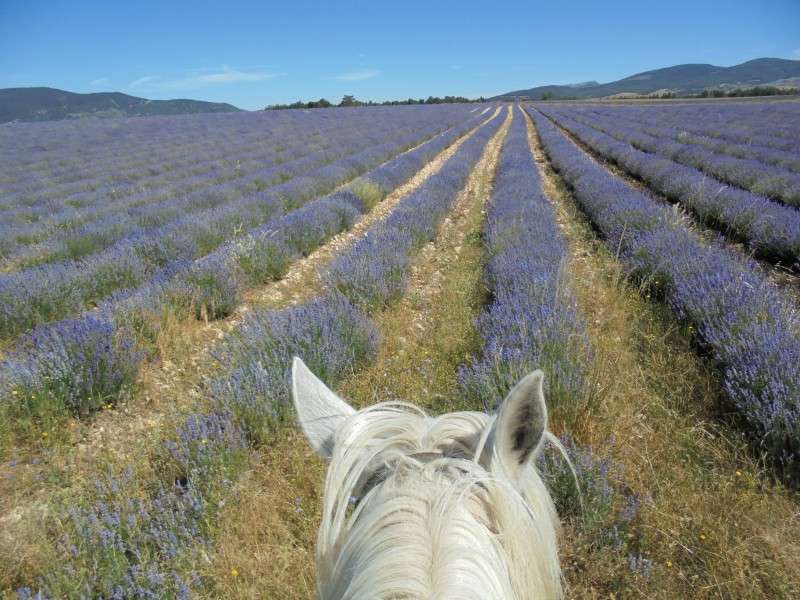 randonnee equestre lavande en Provence