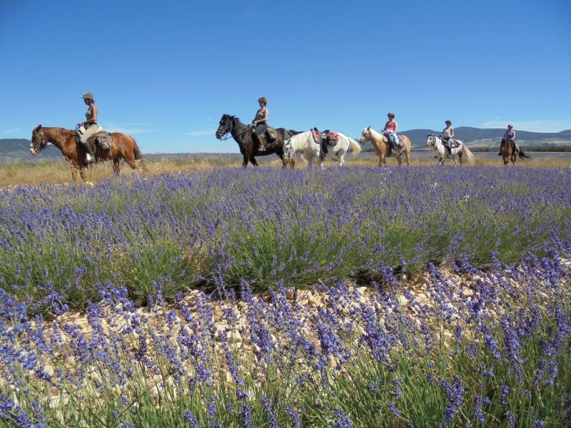 trek a cheval lavande