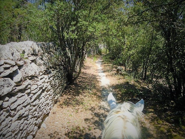 randonnee cheval route de la lavande