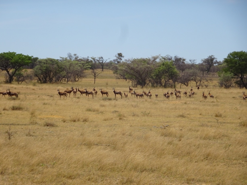 safari cheval en Afrique