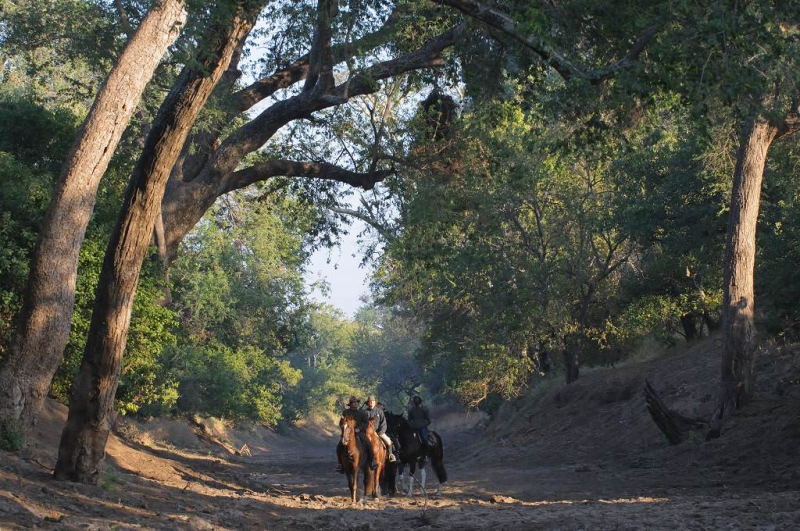 safari équestre Afrique