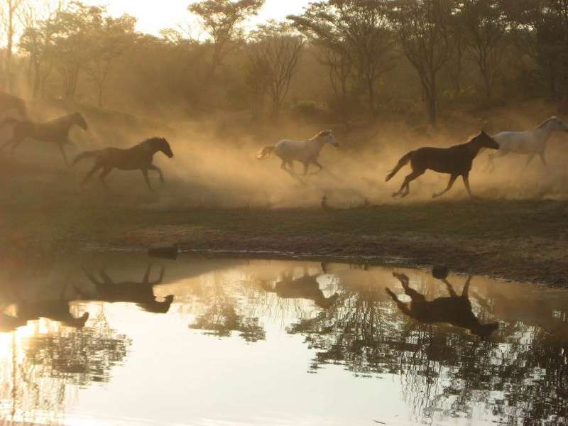 safari équestre Afrique du sud