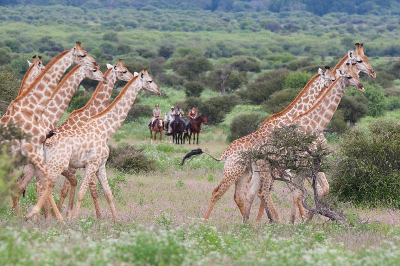 organisateur de safari a cheval