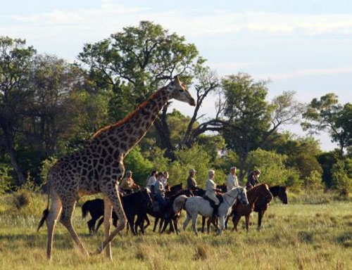 safari équitation