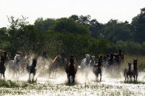 Cheval au Botswana