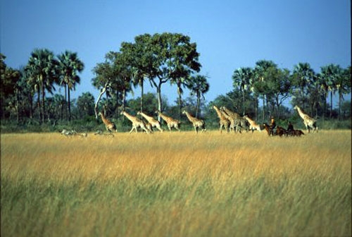 Botswana safari cheval