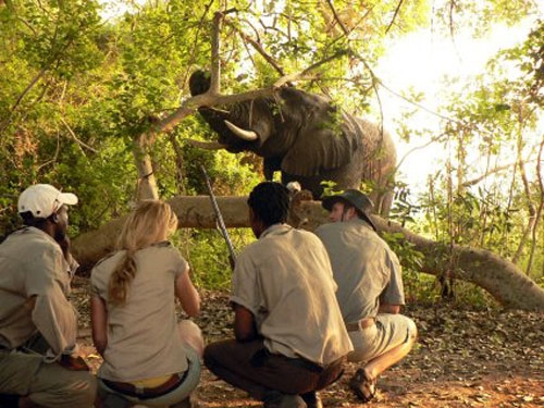 Botswana safari équestre