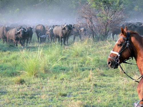 Faire un safari à cheval au Botswana
