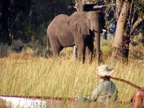 Faire un safari équestre au Botswana