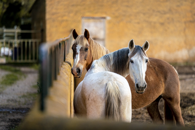 majorque a cheval