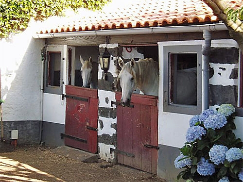 équitation dans les Acores