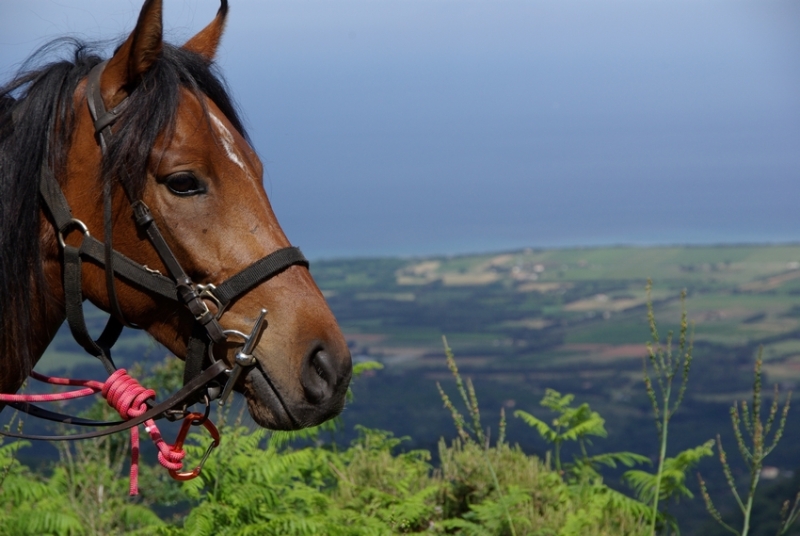 rando equestre en Corse