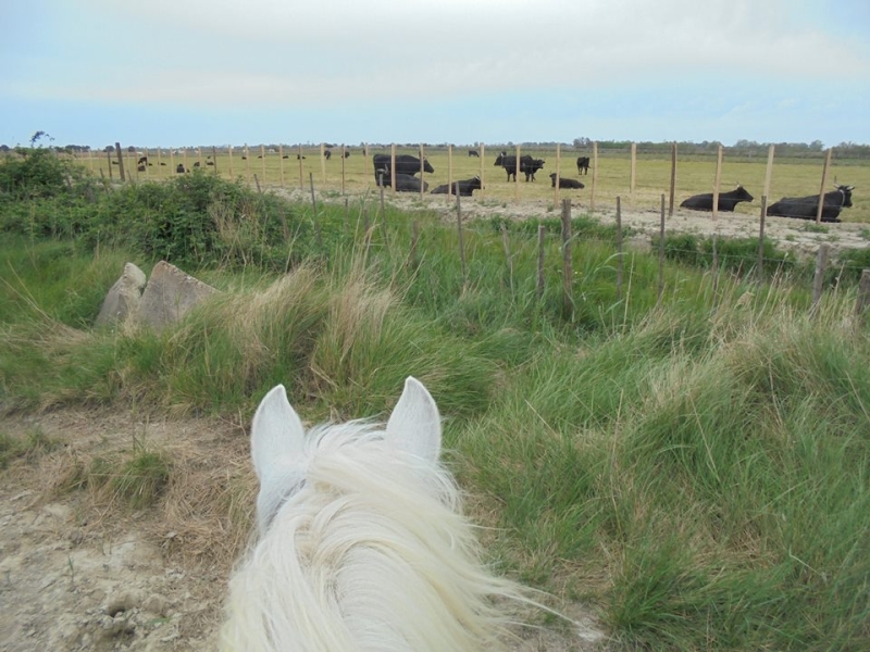 rando a cheval en Camargue