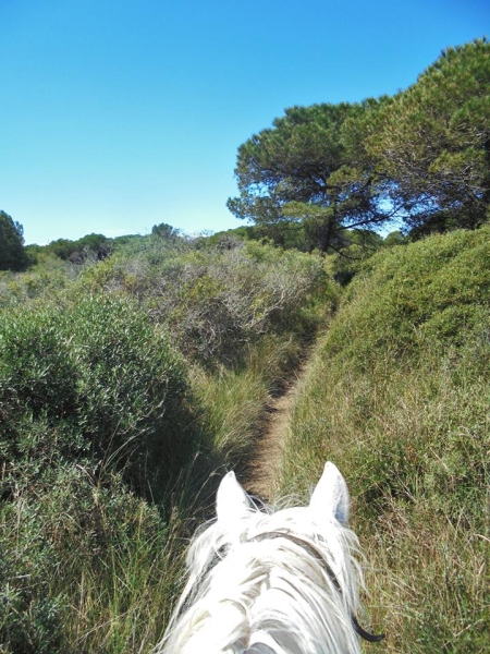 La Camargue à cheval