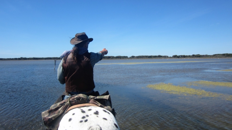 randonnee equestre en Camargue