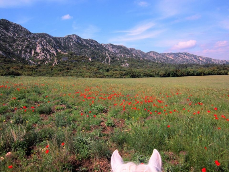 Alpilles randonnee a cheval