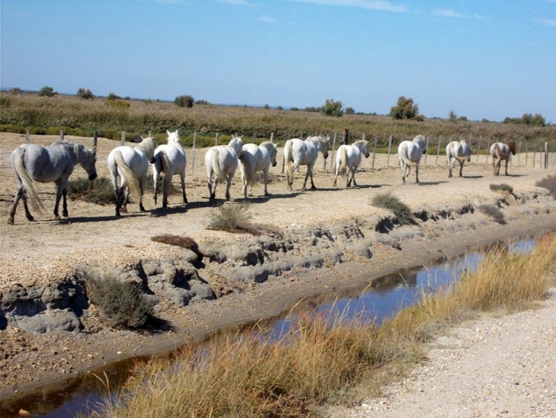 Camargue a cheval