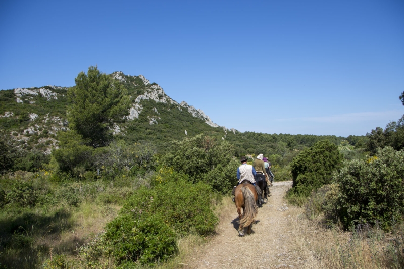 A cheval dans les Alpilles