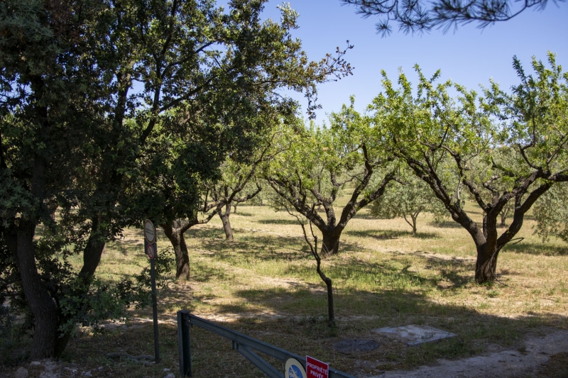 Randonnee a cheval dans les Alpilles