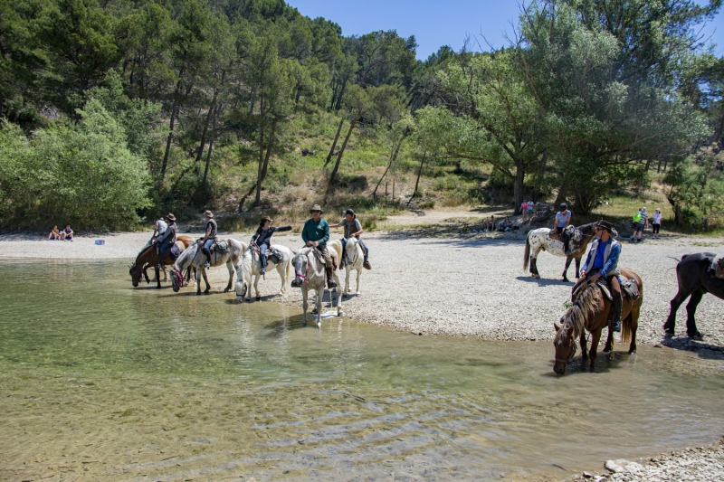 Cheval Alpilles