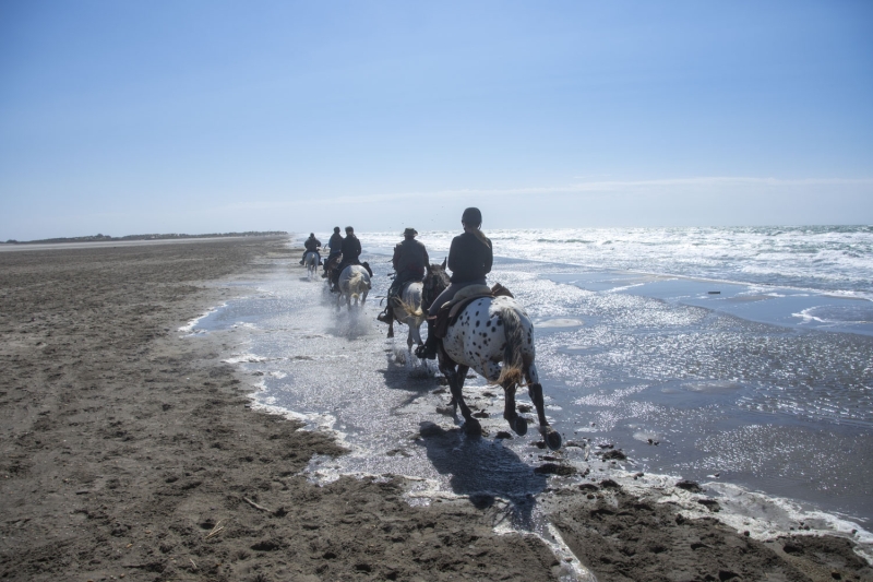 plage de Camargue a cheval