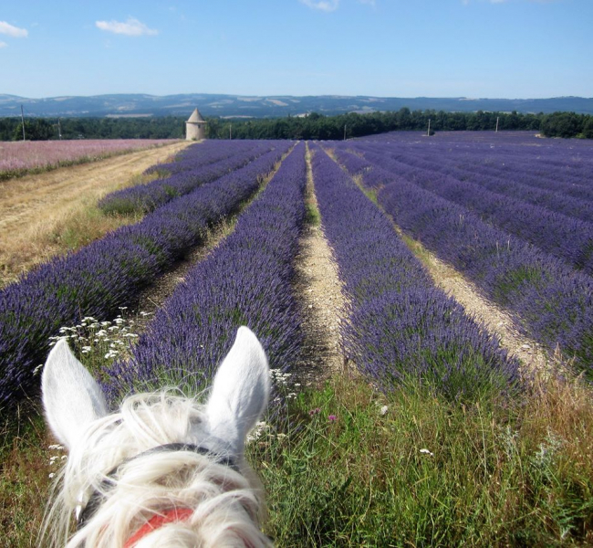 rando a cheval Haute Provence