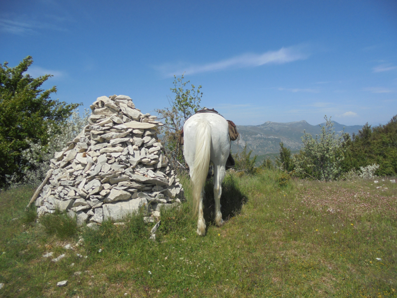 cheval en Haute Provence