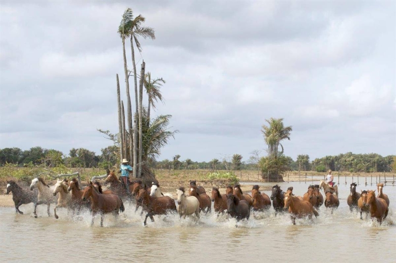 Cheval au Brésil