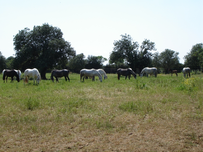 Cheval à Majorque