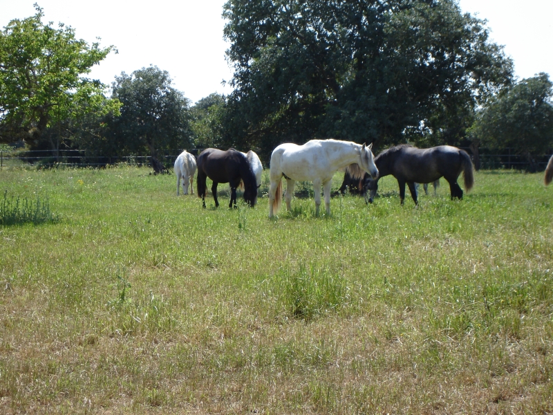 Découvrir Majorque à cheval