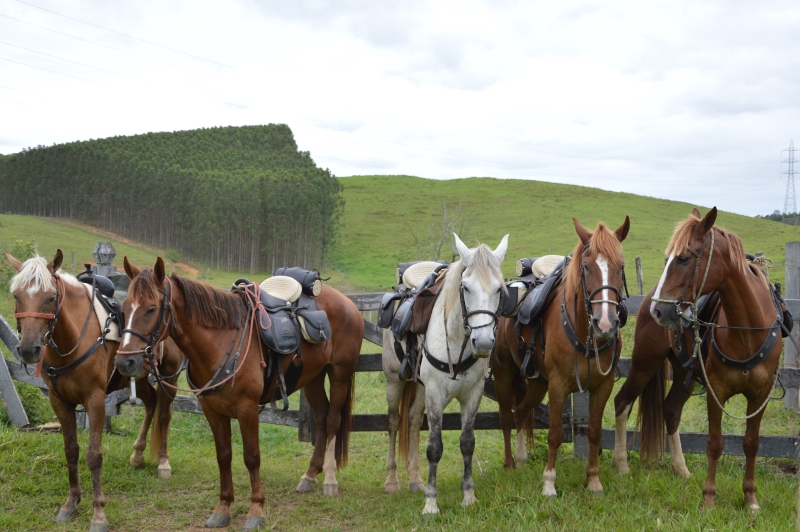 Brésil à cheval