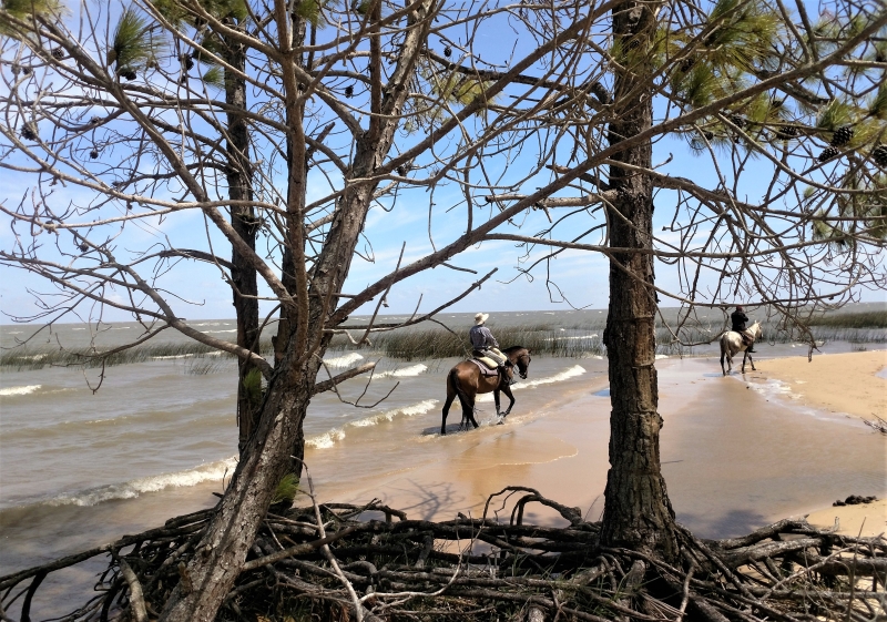 Découverte du Brésil à cheval