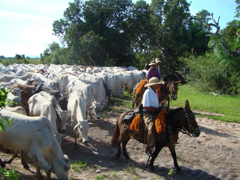 Rando cheval au Brésil