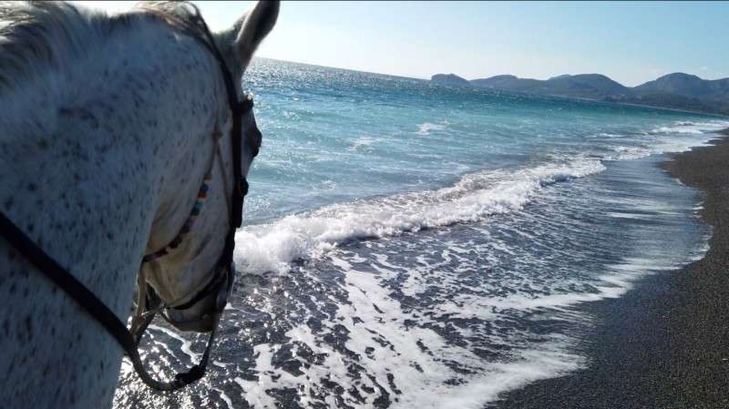 cheval sur la plage en Turquie lors de la randonnée équestre itinérante