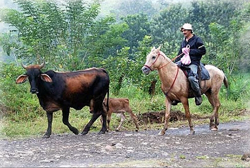 randonnée équestre au Costa Rica