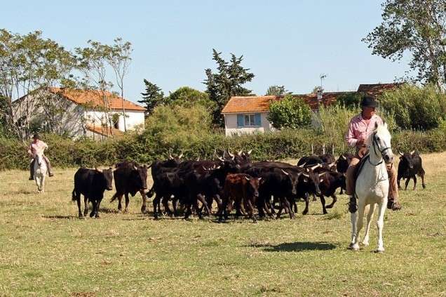 travail des taureaux de Camargue à cheval