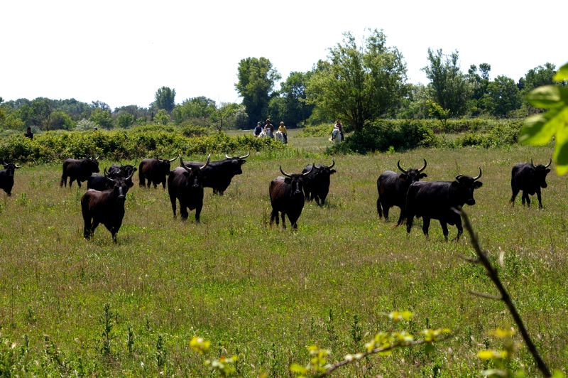 travail des taureaux à cheval Camargue