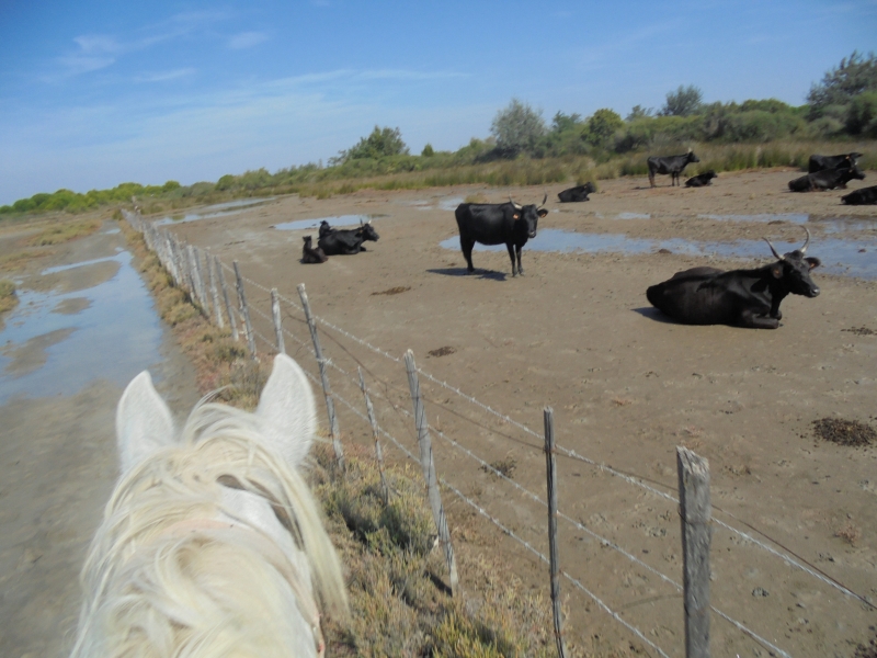 rando cheval Camargue