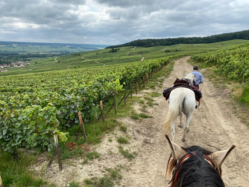 randonnee cheval en Champagne