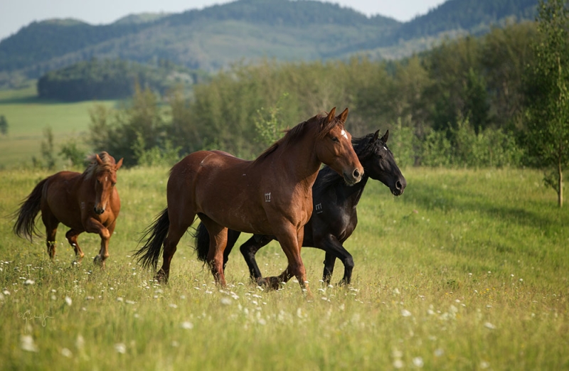 rando à cheval au Canada