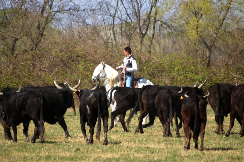 rando semaine Camargue a cheval