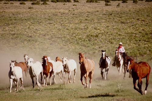 cheval dans un ranch au Colorado