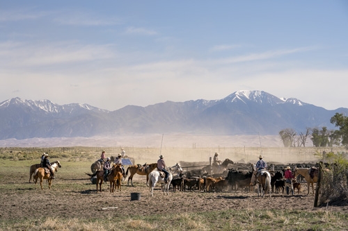 travail betail a cheval ranch Usa