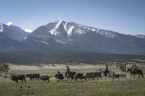 convoyage de betail a cheval Usa