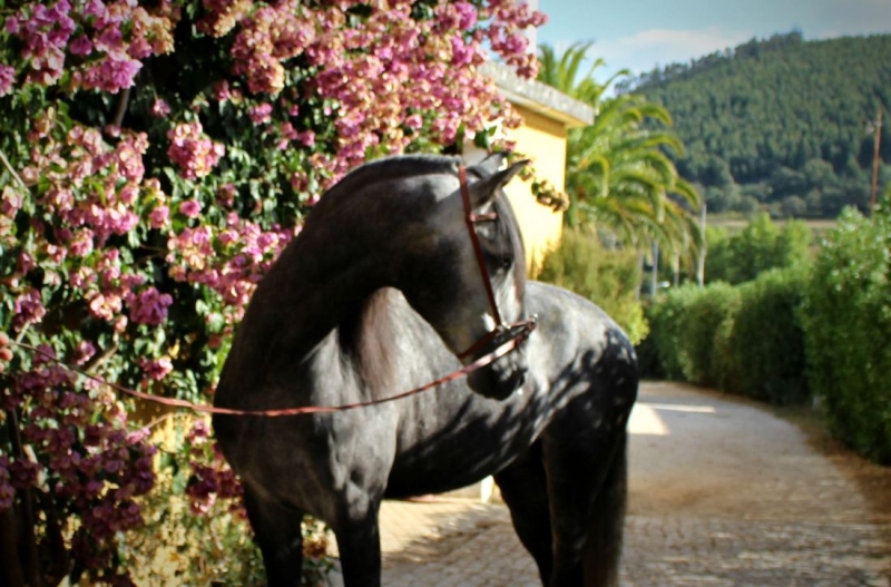 stage dressage cheval Portugal